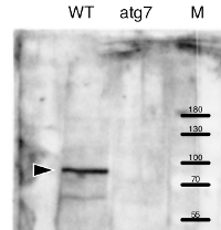 ATG7 | Ubiquitin-like modifier-activating enzyme atg7 in the group Antibodies Plant/Algal  / Developmental Biology / Senescence/Cell death at Agrisera AB (Antibodies for research) (AS15 3061)
